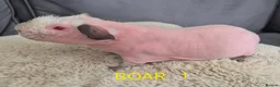 Guinea Pig rodents for sale: Skinny Pigs for Sale in Newcastle upon Tyne - Advert 4