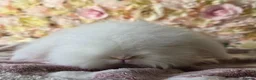 Angora rabbits for sale: Teddywidder bunnies - Advert 4