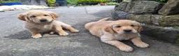Golden Retriever dogs for sale: Beautiful litter of Golden Retriever puppies 🐶  - Advert 21