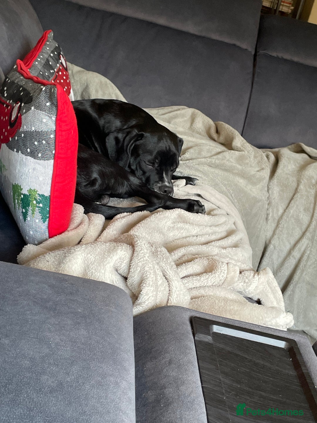 Mixed Breed dogs for sale: Ronnie and Reggie  - Advert 8