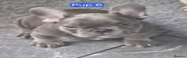 French Bulldog 6