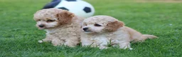 Cavapoochon dogs for sale: CAVAPOOCHON PUPPIES FOR SALE - Advert 15