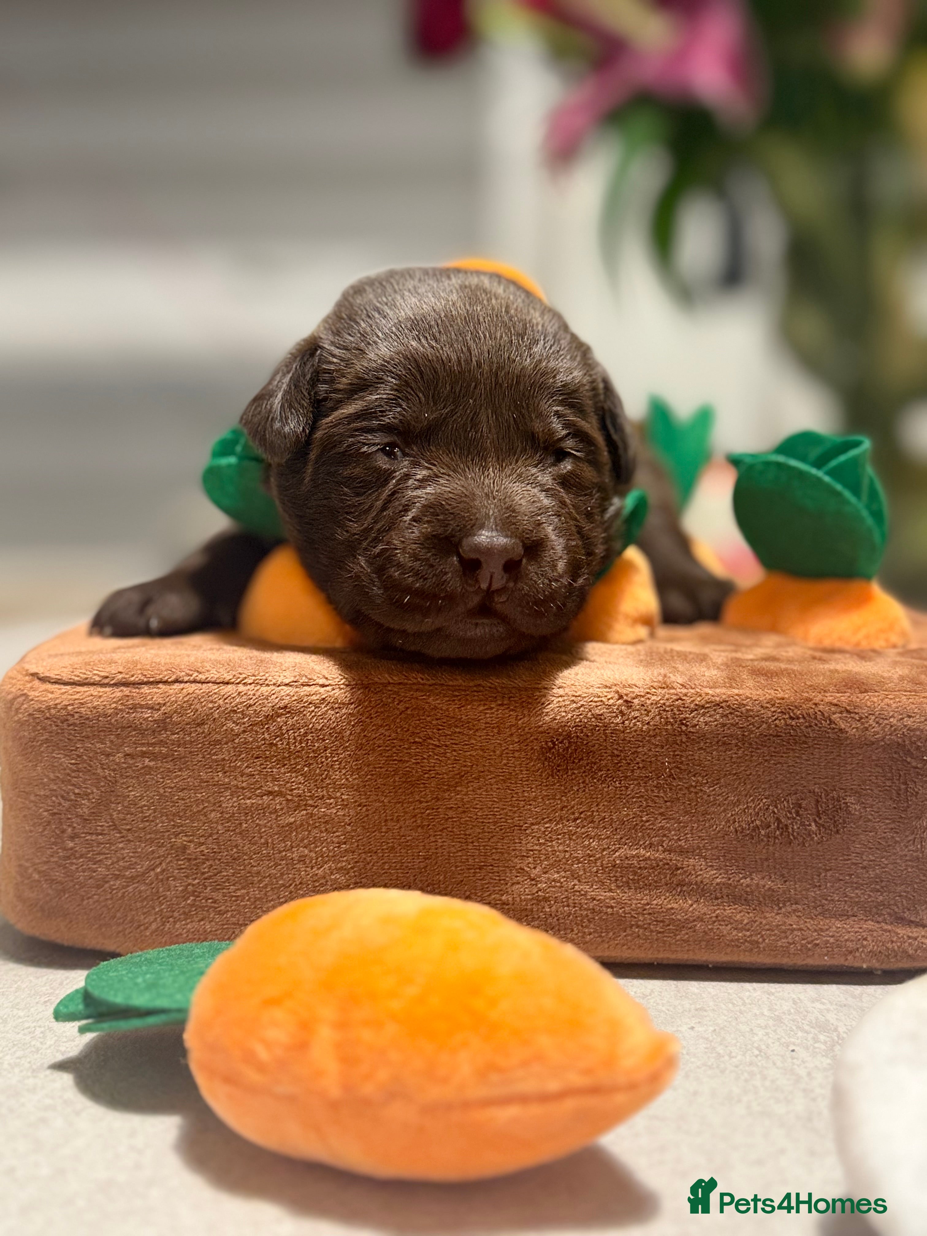 Labrador Retriever dogs Chocolate Labradors KC  - Advert 11