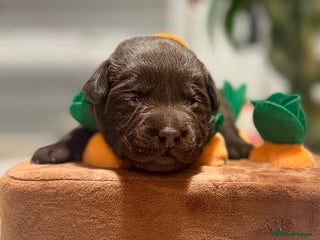 Labrador Retriever dogs Chocolate Labradors KC - Advert 11