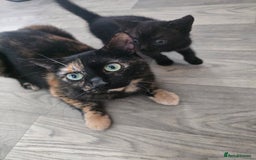 British Shorthair cats for sale: Female Kitten Needs a home ASAP  - Image 3