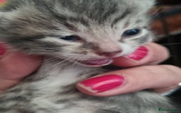 Maine Coon cats for sale: Main coon/ British short hair mix - Image 10