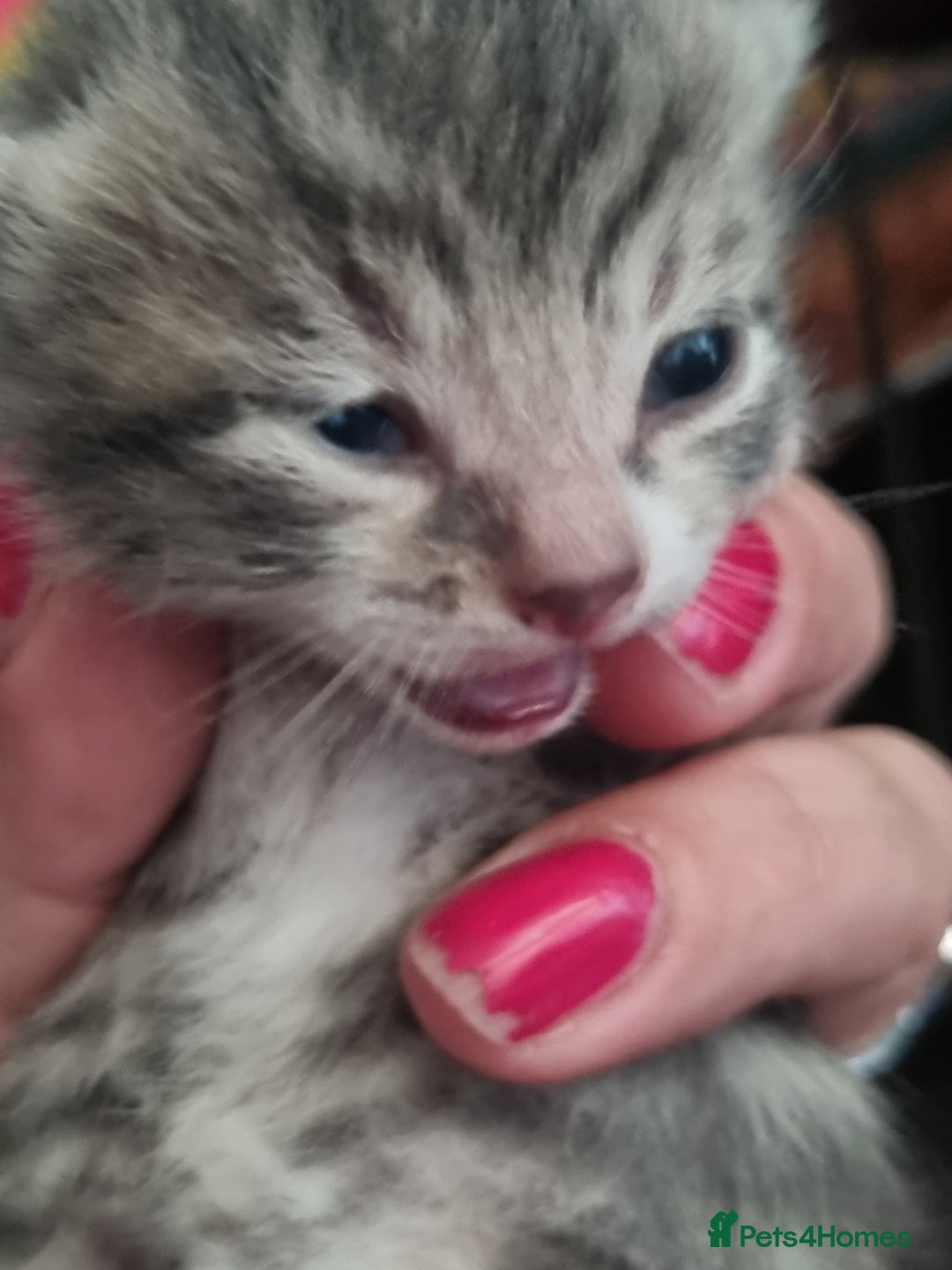 Maine Coon cats for sale: Main coon/ British short hair mix - Image 10