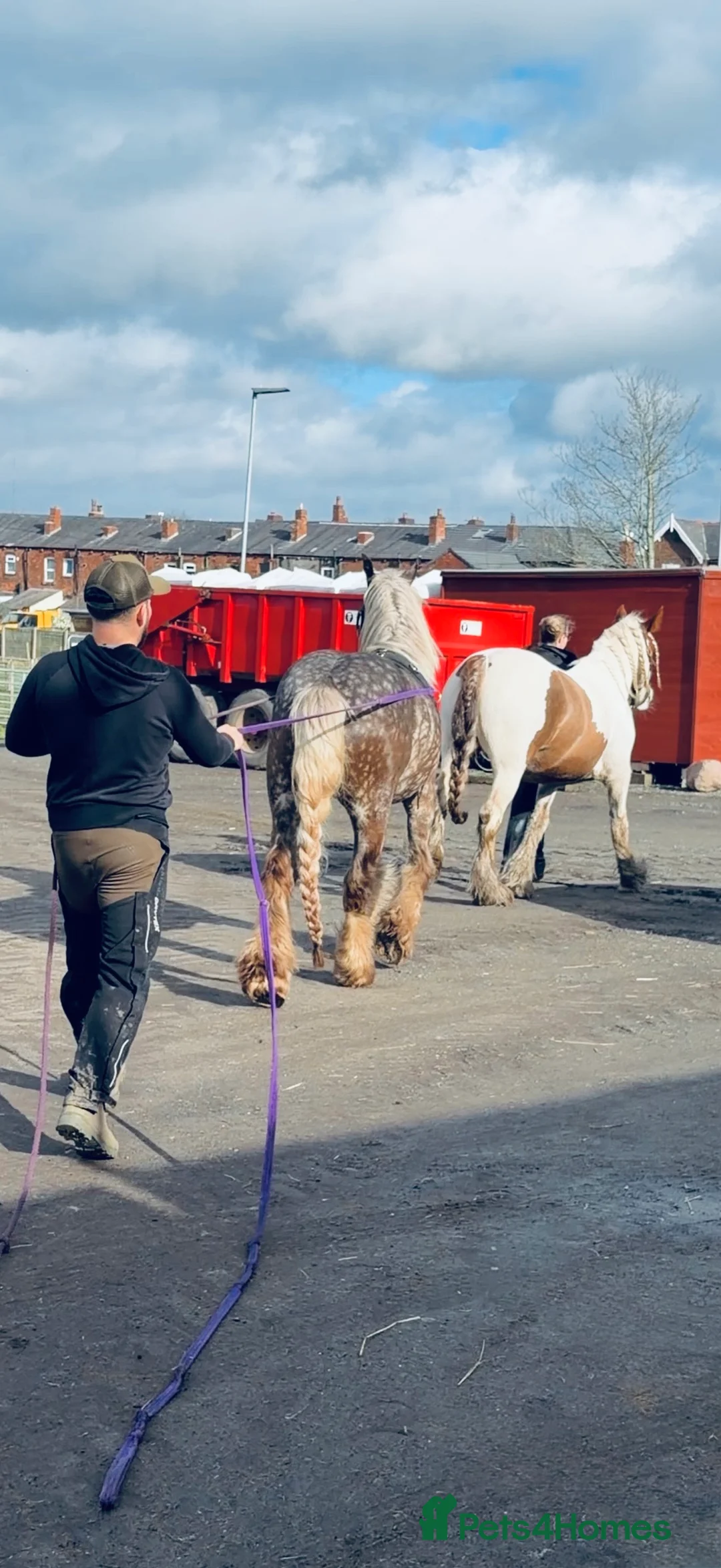 Other Breed horses for sale: Silver Dapple Traditional  in Wigan - Advert 4