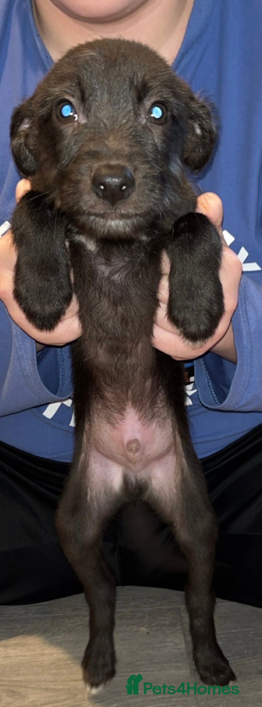 Mixed Breed dogs for sale: Beddy Whippet x Whippet lurchers  - Advert 5