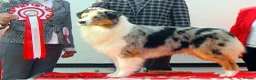 Australian Shepherd dogs for sale: Australian shepherd Black Tri Male Puppy - Advert 13