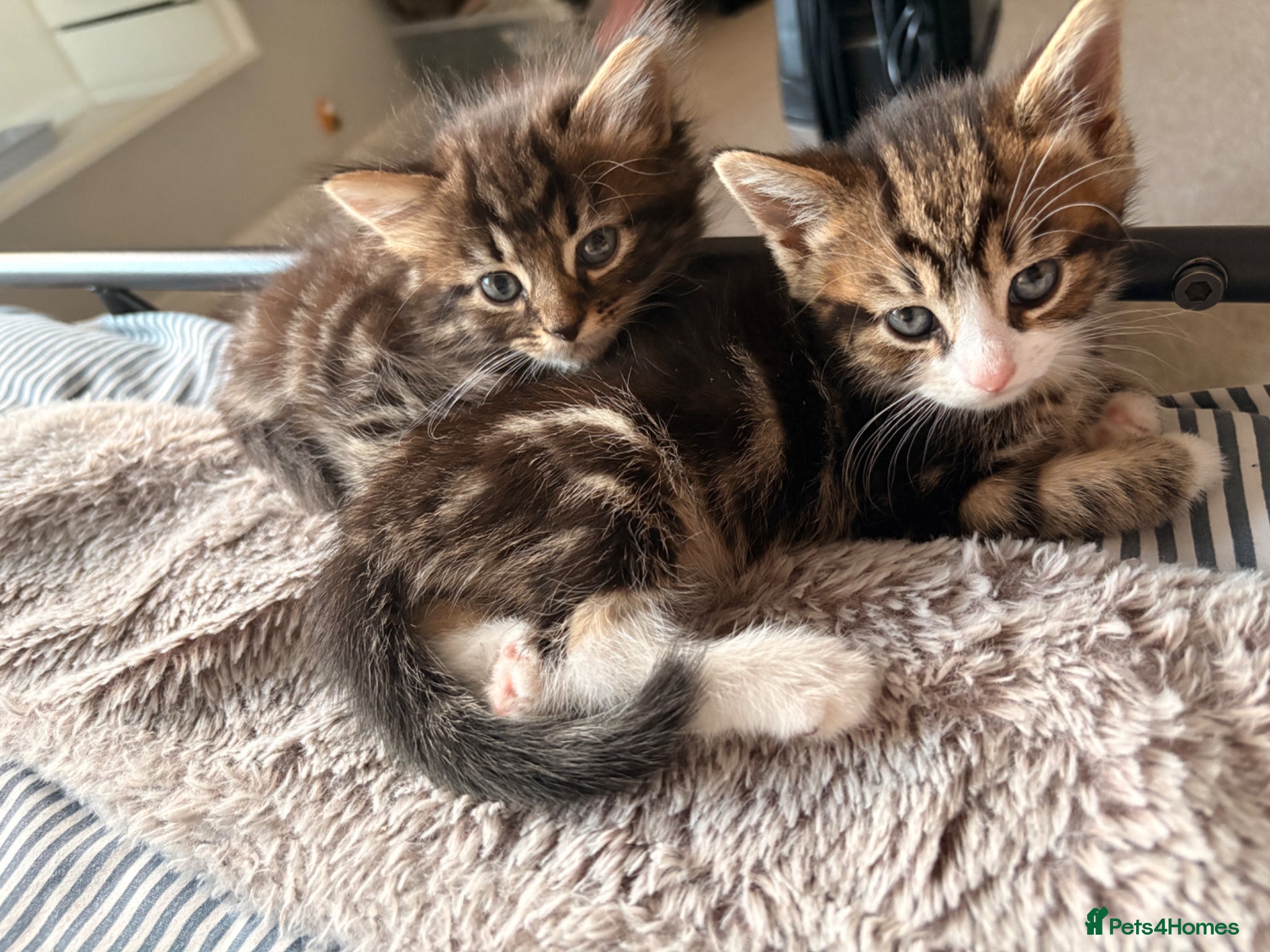 Mixed Breed cats for sale: Kittens for sale. - Advert 5
