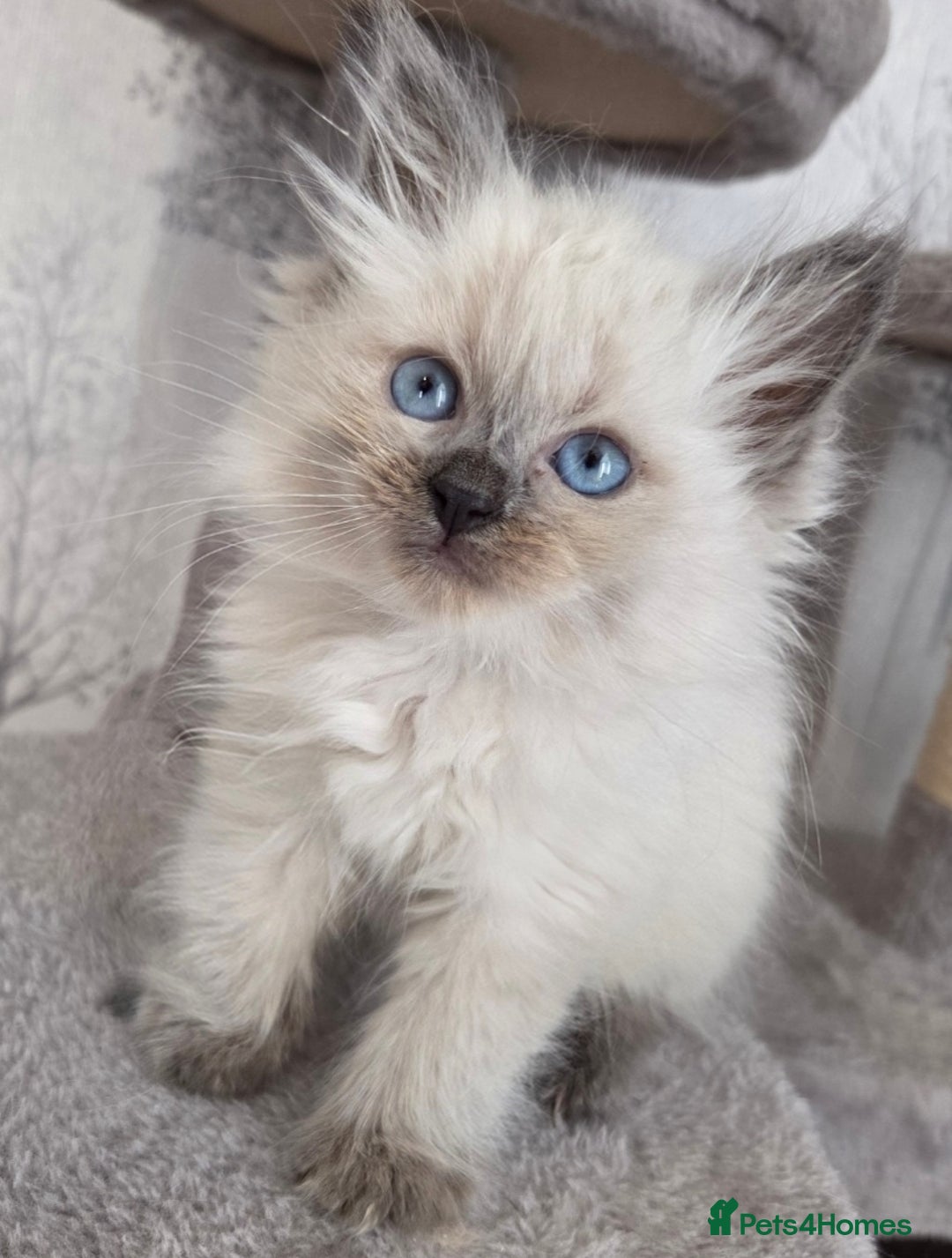 Siberian cats for sale: GCCF champion bloodline siberian neva masquerade  in Rhyl - Image 11