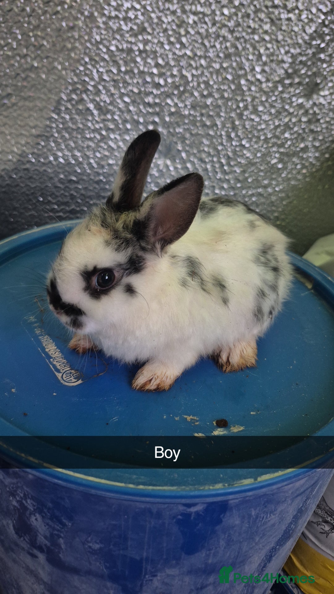 Lionhead rabbits for sale: Lionhead Baby bunny rabbits 8 weeks old - Advert 3