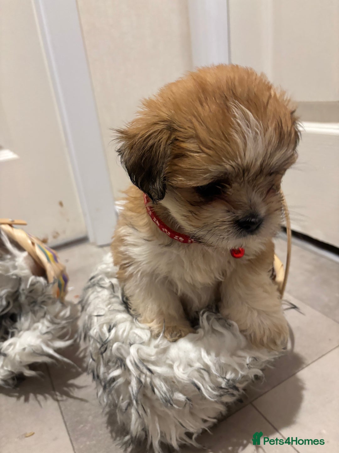 Lhasa Apso dogs for sale: Full bred Lhasa apso puppies  - Advert 6