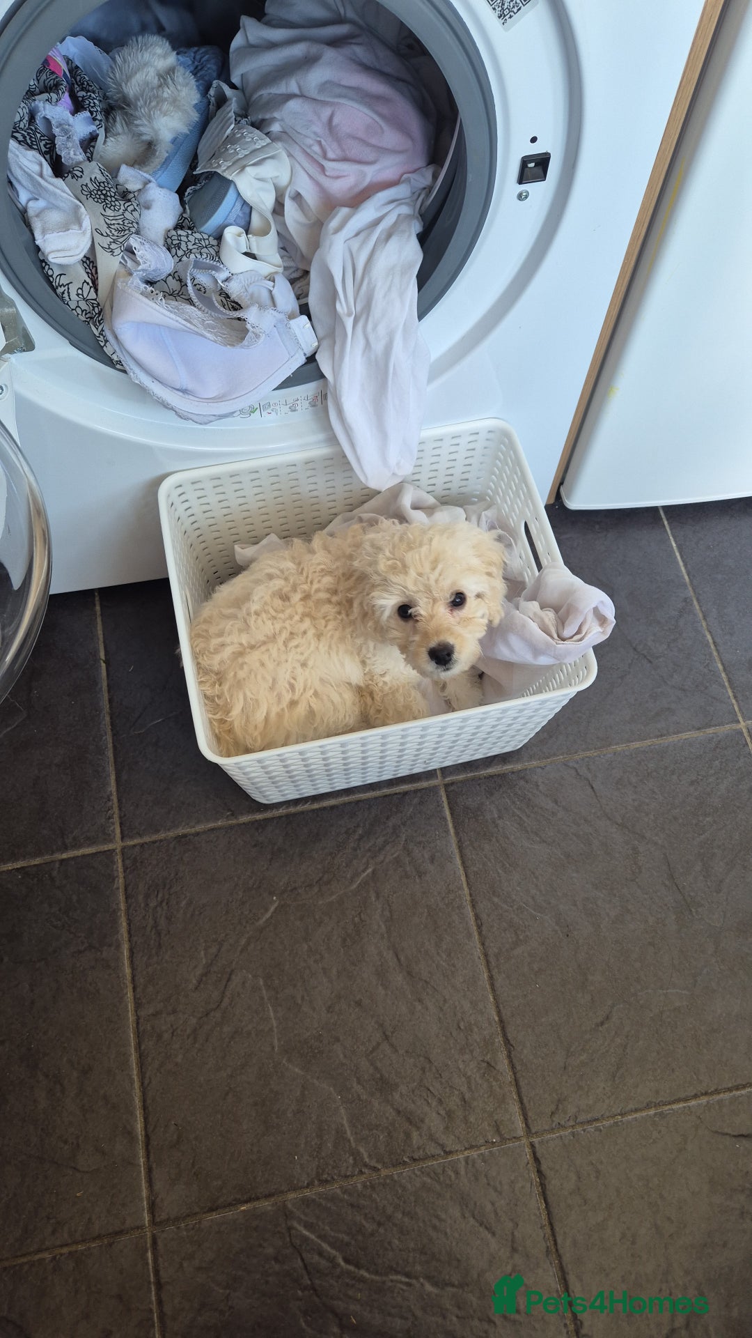 Cockapoo dogs for sale: Beautiful Champagne Cockapoo Girl - 13 weeks old - Image 11