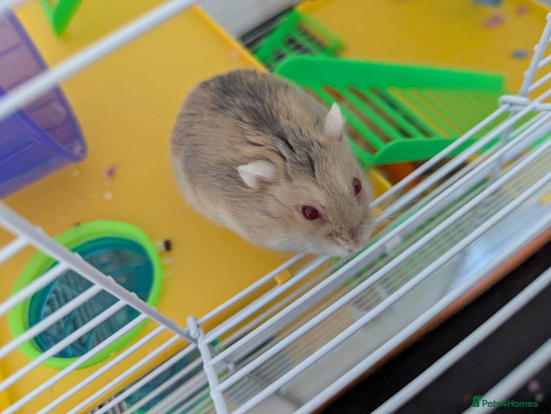 Hamster rodents for sale: Dwarf Hamster  - Image 2
