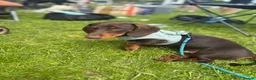 Miniature Dachshund dogs for sale: Miniature Dachshund  - Advert 4