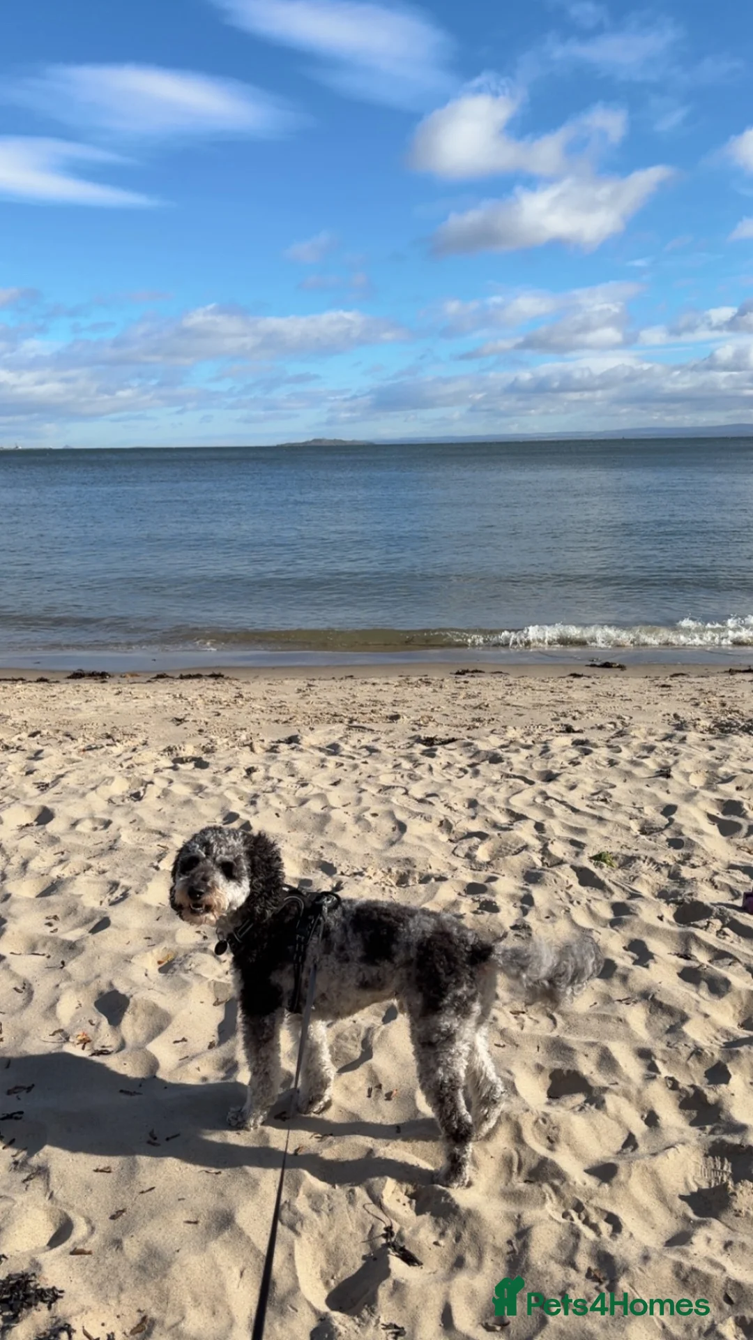 Goldendoodle dogs for stud: Blue Merle mini goldendoodle f2bb - Advert 2