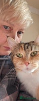 Maine Coon cats - Advert 8