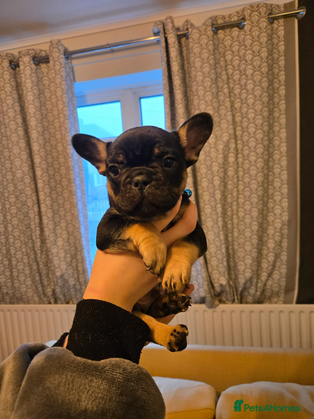 French Bulldog dogs for sale: French bulldog puppies.  - Advert 13