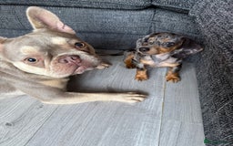 Mixed Breed dogs for sale: Rehoming - Please read the description  - Image 2