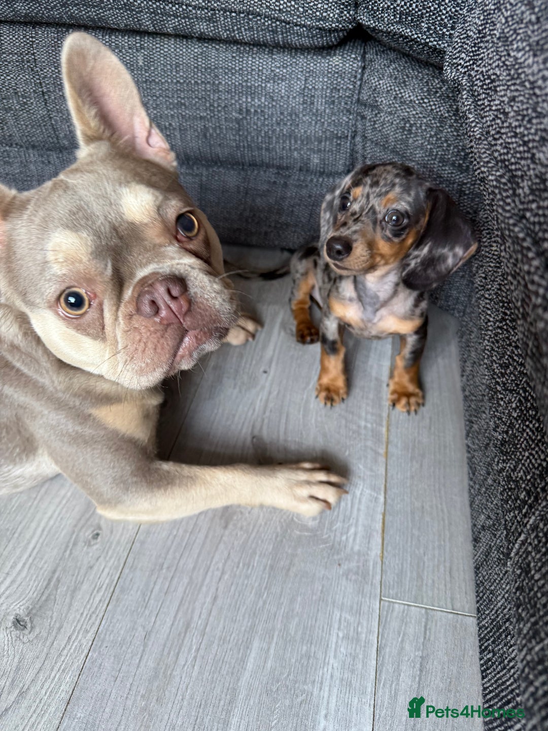 Mixed Breed dogs for sale: Rehoming - Please read the description  - Image 2