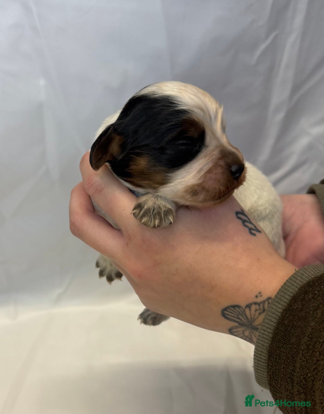 Cocker Spaniel dogs for sale: Bred From Extensively Health Tested Parents  - Advert 3