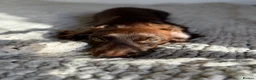 Miniature Dachshund dogs for sale: Beautiful boy for sale in London - Advert 5