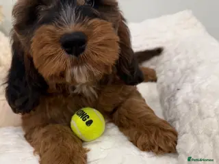 Cockapoo dogs 2 babies available. F1 full dna clear. - Advert 4