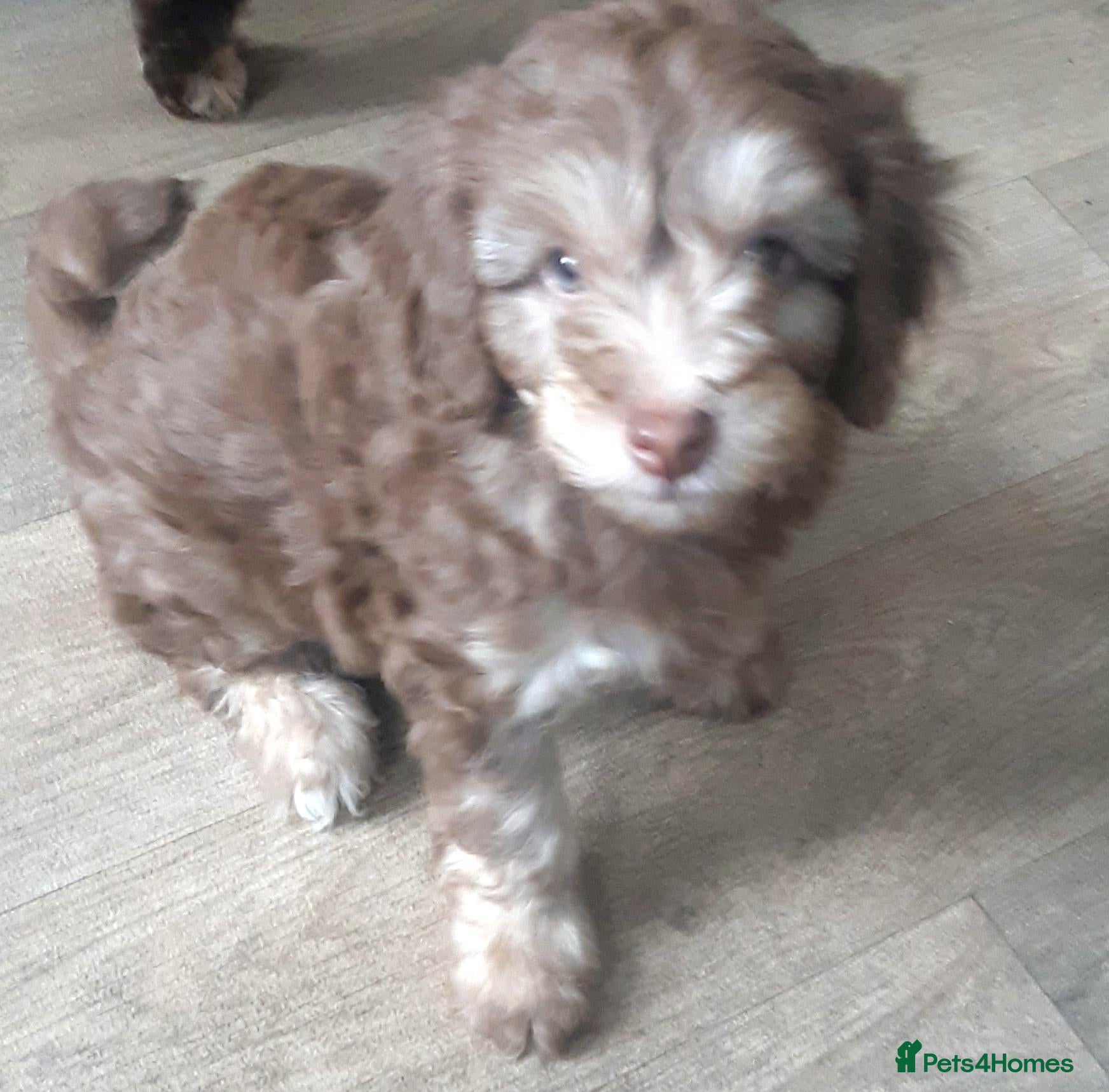 Cockapoo dogs LYNJONBORNS BEAUTIFUL COCKAP00 PUPPYS - Advert 2