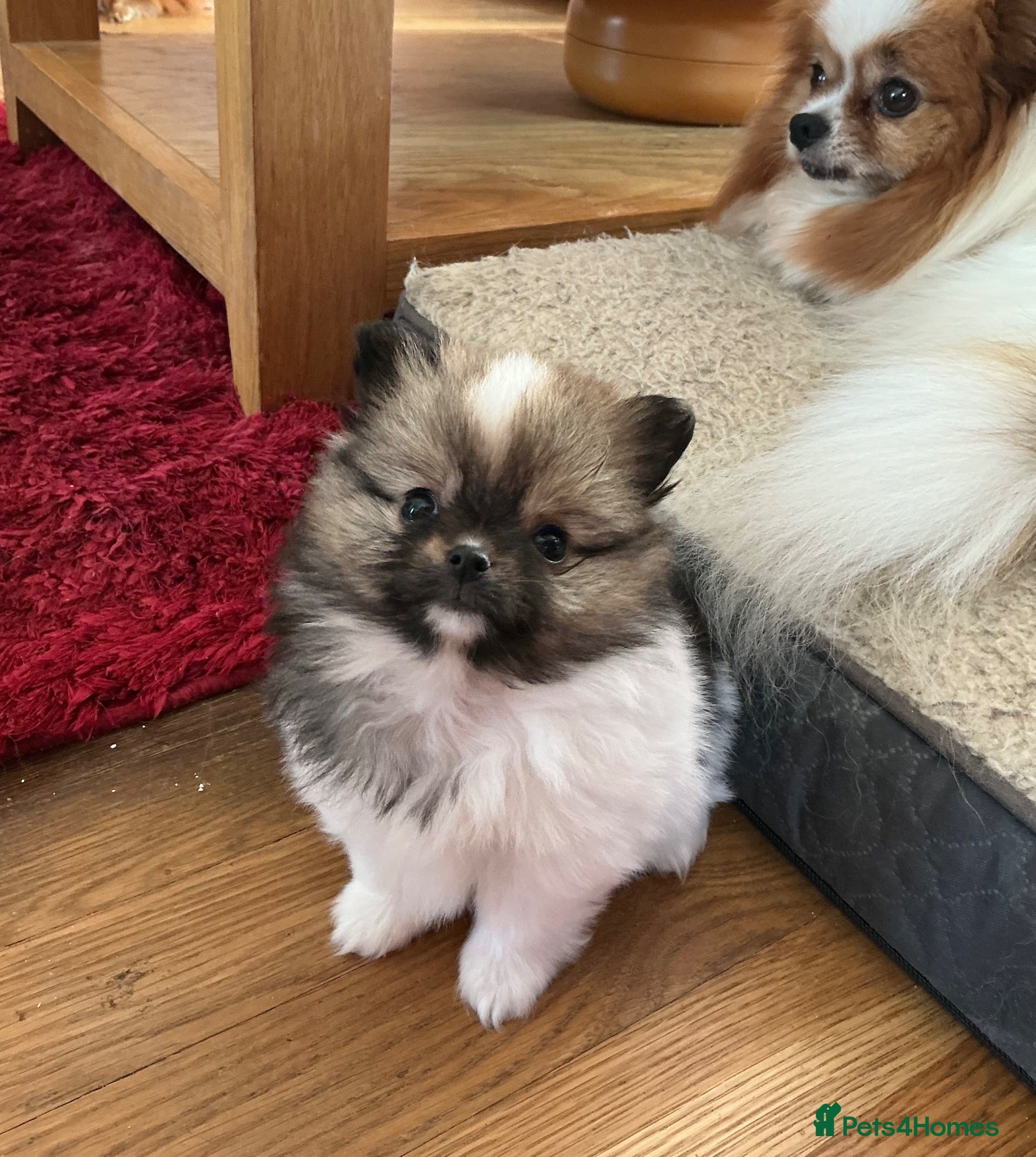 Pomeranian dogs True Tiny pomeranians teddy bear faced*ready now * - Advert 2