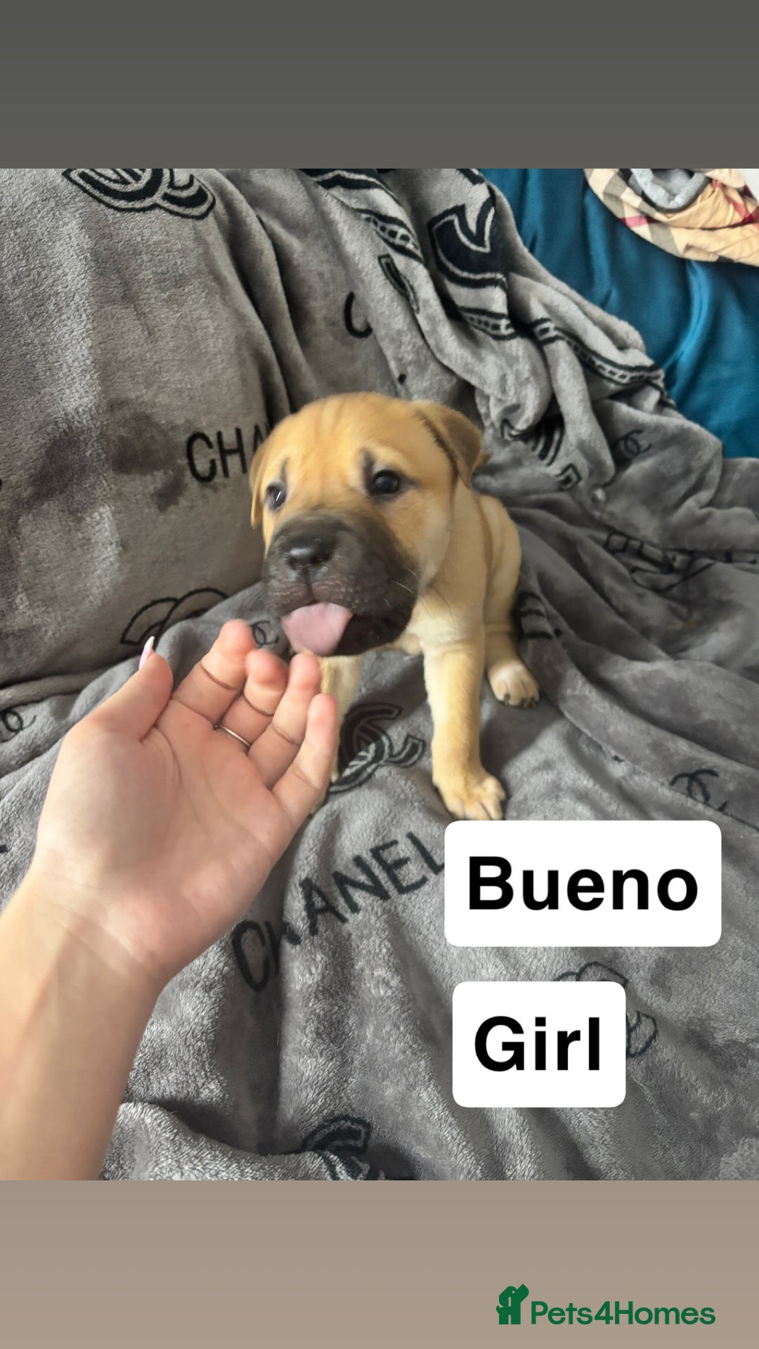 Mixed Breed dogs for sale: Staff/shar pei puppies - Advert 13