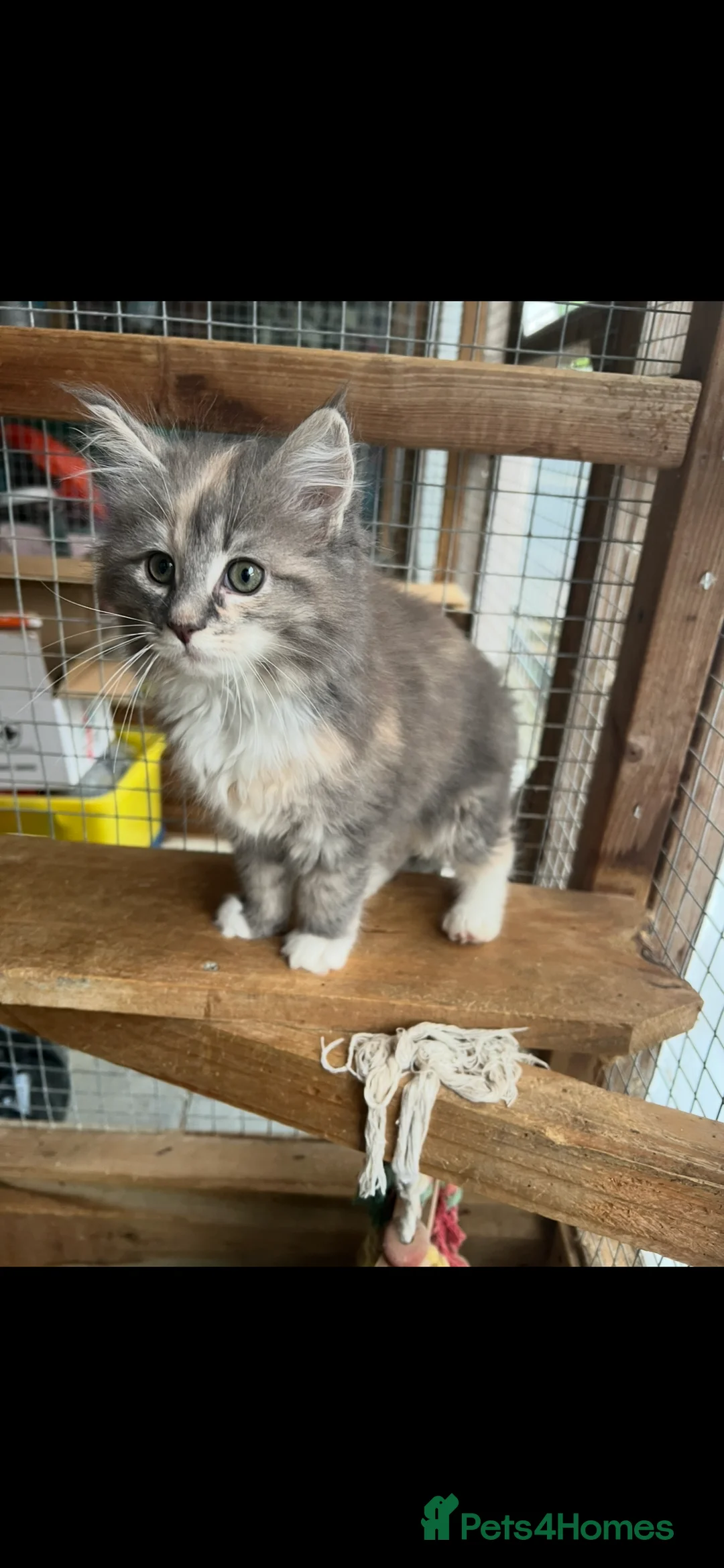 Maine Coon cats for sale: BEAUTIFUL MAINE COON KITTENS - Advert 5