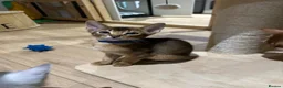 Abyssinian cats for sale: Last one boy ready to go🌟 - Advert 12