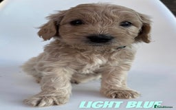 Mixed Breed dogs for sale: Beautiful litter of 10 Golden Doodles  - Image 9