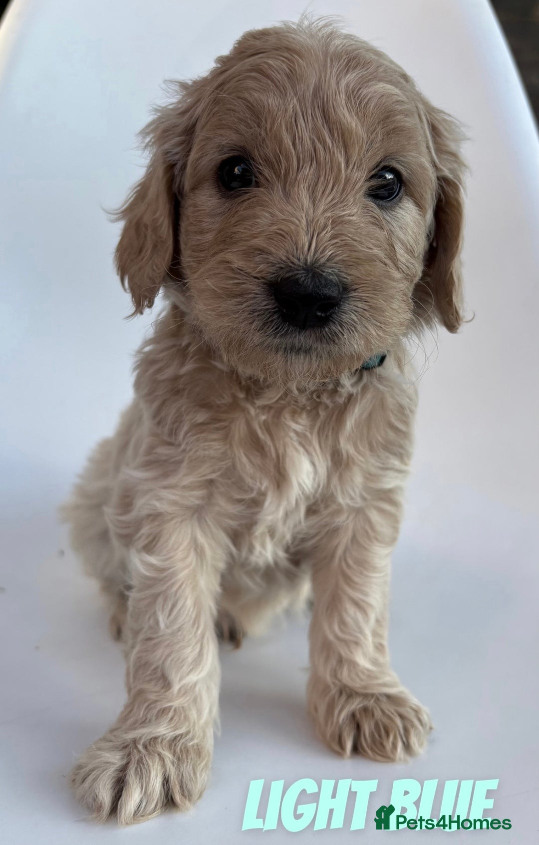 Mixed Breed dogs for sale: Beautiful litter of 10 Golden Doodles  - Image 9