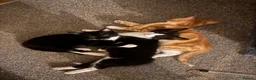 Mixed Breed cats for sale: Two black and white Cats for sale  in Rotherham - Advert 11
