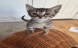 Savannah cats for sale: Savannah cross kittens ❤️ ready to leave in 2 wks! - Image 3