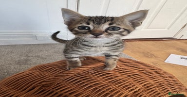 Savannah cats - Advert 11