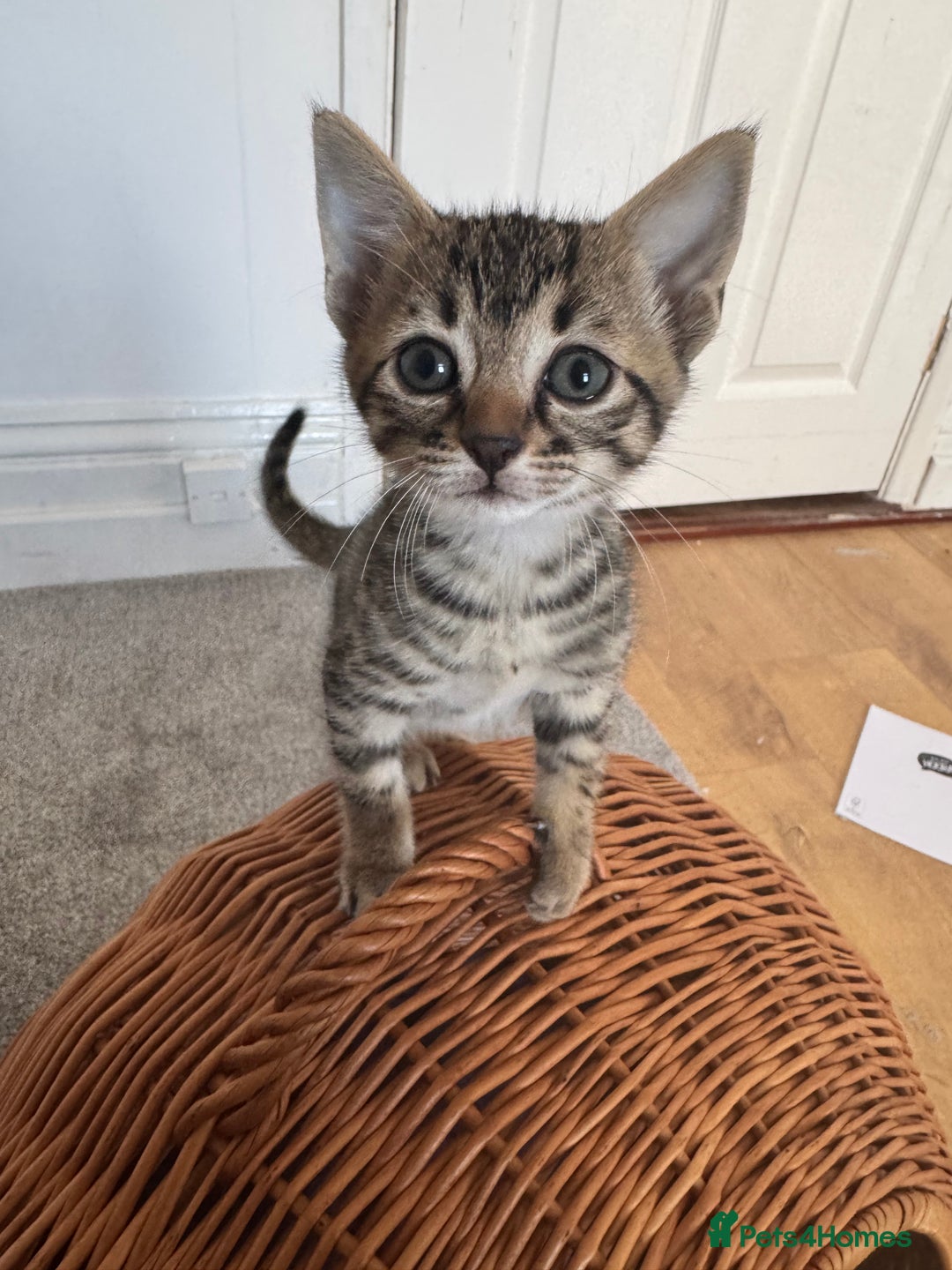 Savannah cats for sale: Savannah cross kittens ❤️ ready to leave in 2 wks! - Image 3