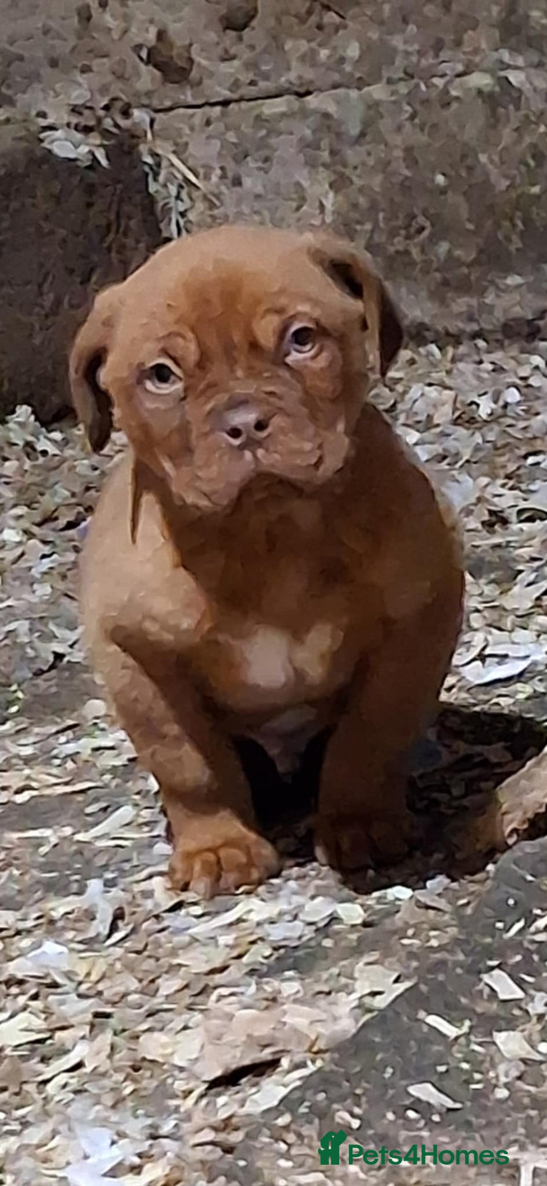 Dogue De Bordeaux dogs for sale: Dogue de bordeaux puppy - Advert 7