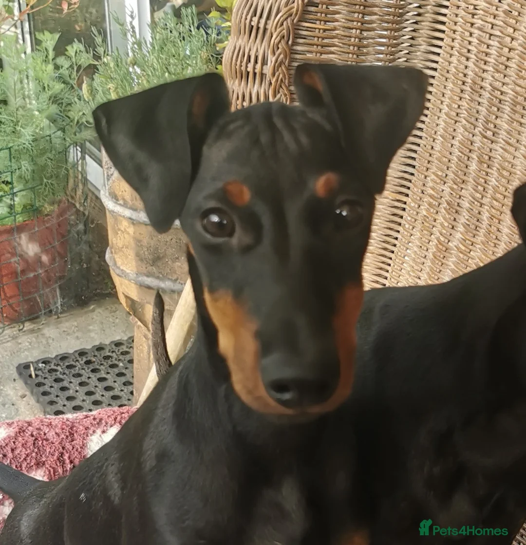 Manchester Terrier dogs for sale: RKC registered Manchester Terrier puppies in Horsham - Advert 4