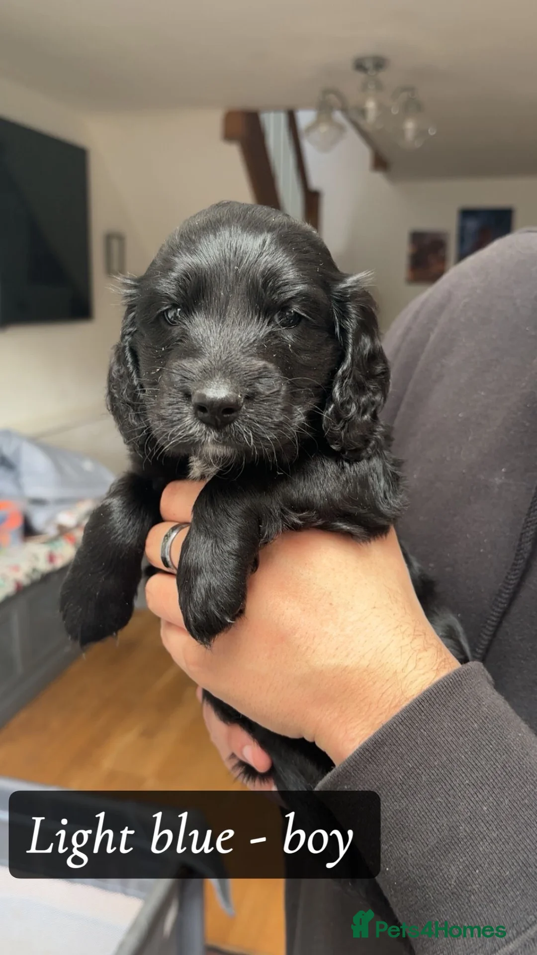 Cockapoo dogs for sale: Beautiful F2 cockapoo pups - Advert 2
