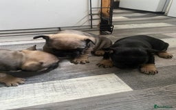 French Bulldog dogs for sale: Last one French bulldog puppies  - Image 2