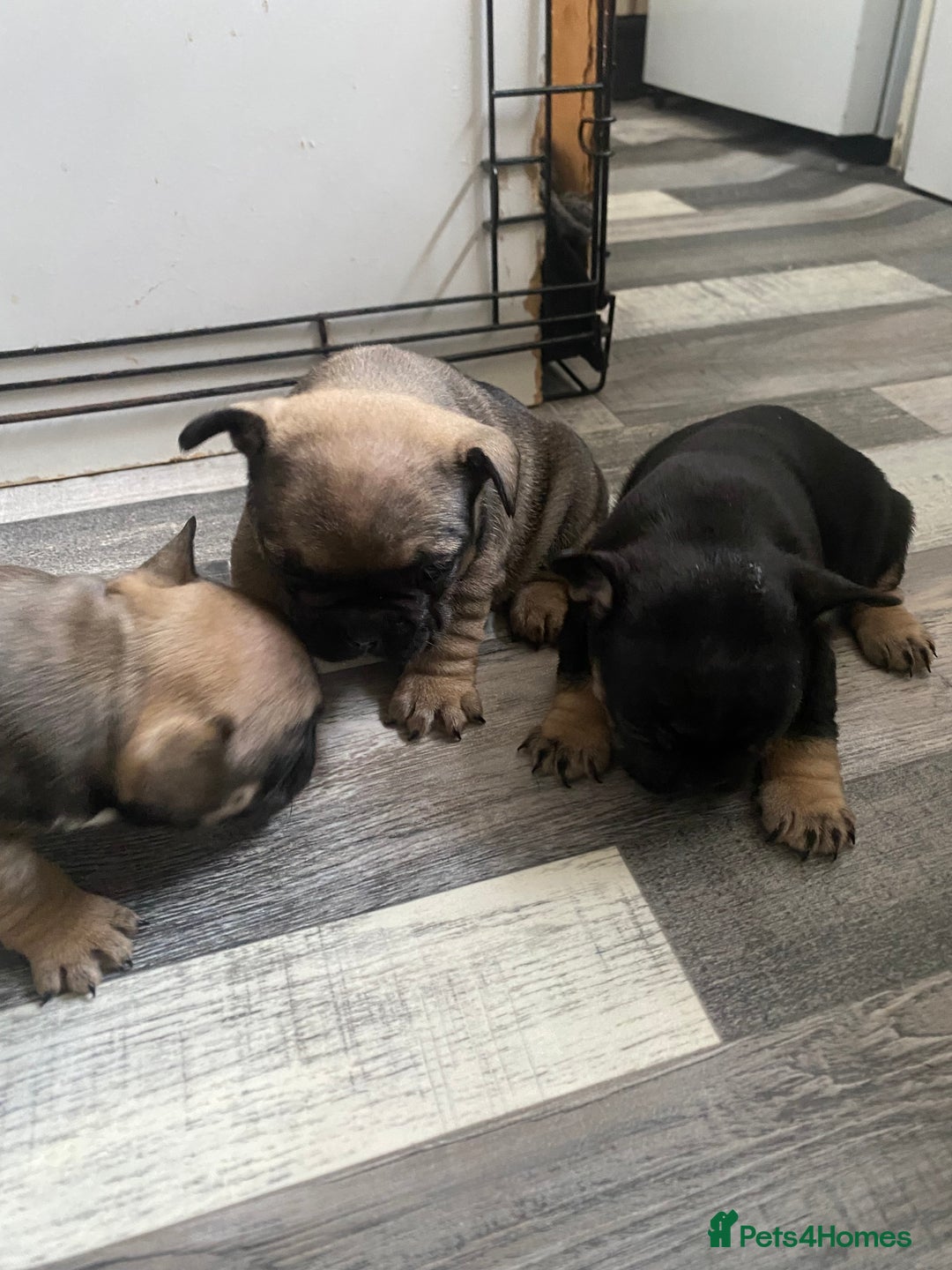 French Bulldog dogs for sale: Last one French bulldog puppies  - Image 2
