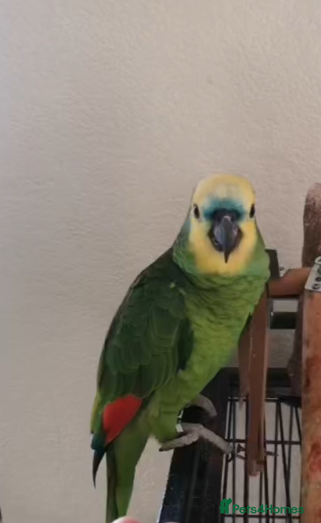 Cockatiels birds for sale: Blue Font Amazon Parrot - Image 2