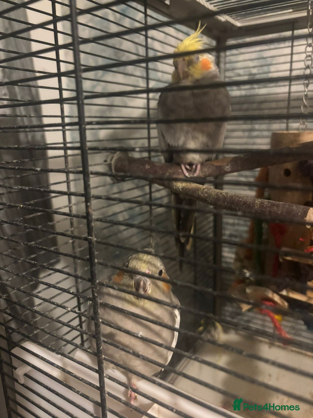 Cockatiels birds for sale: 2 tame cockatiels with cage canvey island £150 - Advert 1