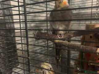 Cockatiels birds 2 tame cockatiels with cage canvey island £150 - Advert 1