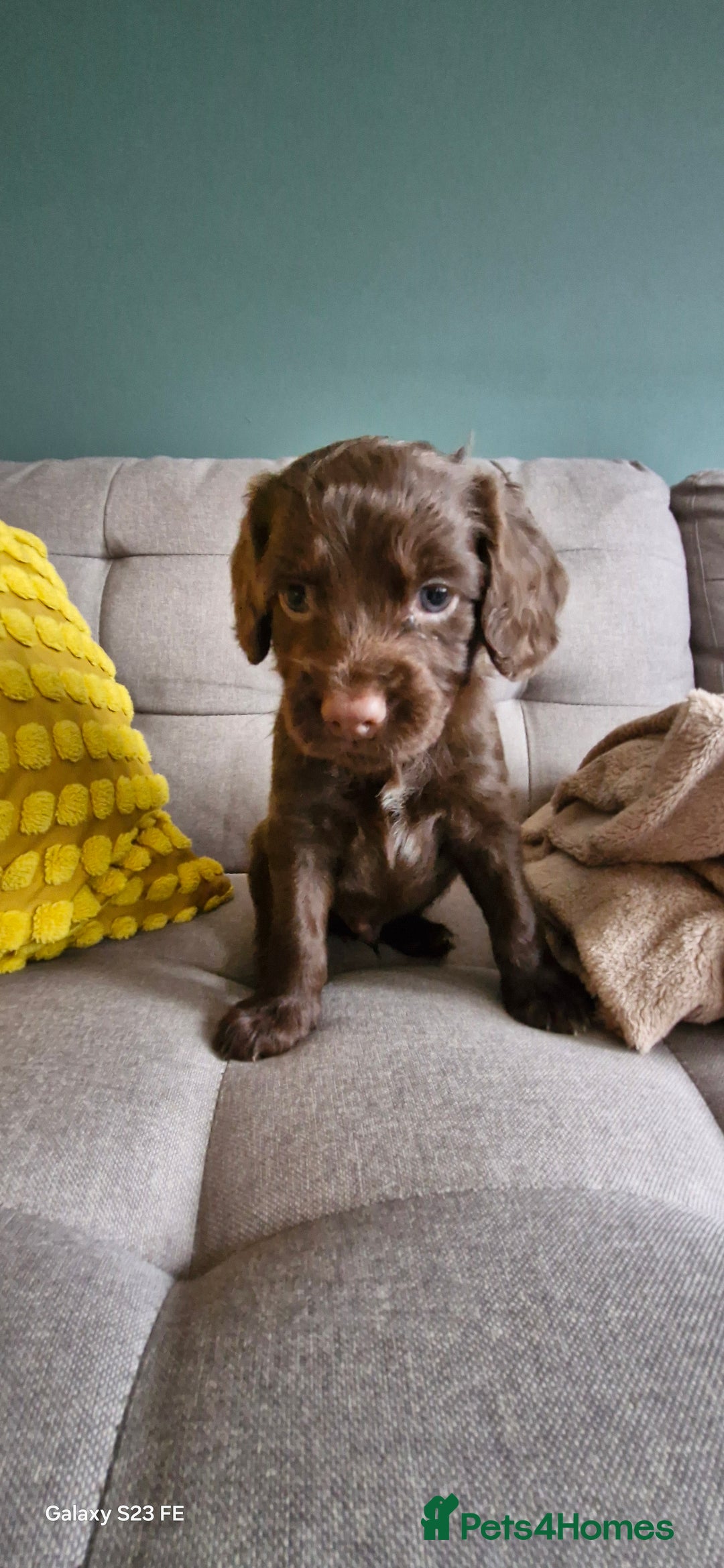 Cocker Spaniel dogs for sale: 5 Beautiful working cocker spaniel puppies  - Advert 19