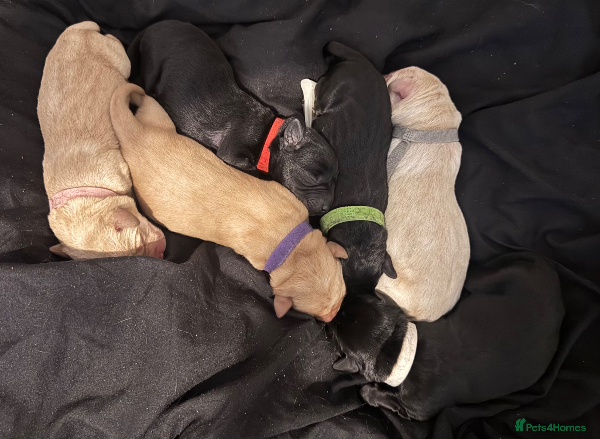 Labrador Retriever dogs KC Labrador Pups, Champion Line, Health Tested - Advert 12